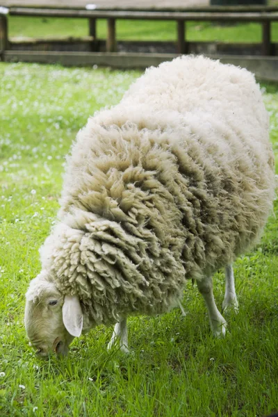 Schafe im Gras — Stockfoto