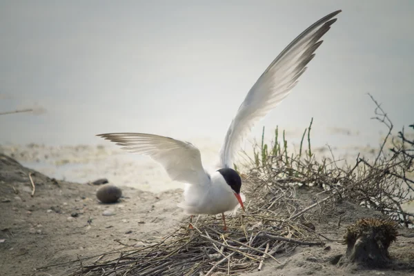 Tern in the nest — Stock Photo, Image