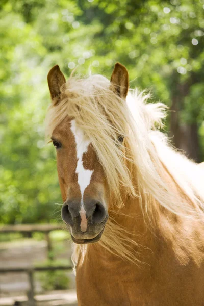Cavalo no campo — Fotografia de Stock