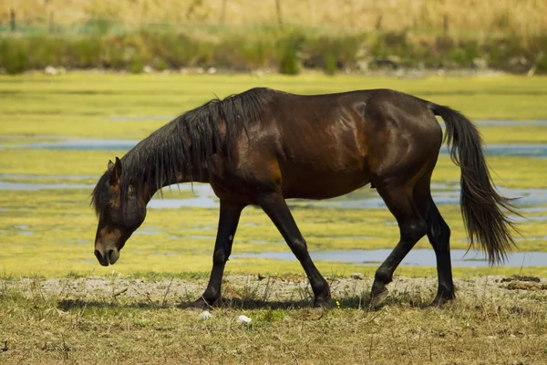 現場にいる馬は — ストック写真