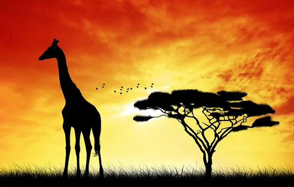 Giraffe bei Sonnenuntergang — Stockfoto