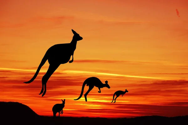 Kangaroos — Stock Photo, Image