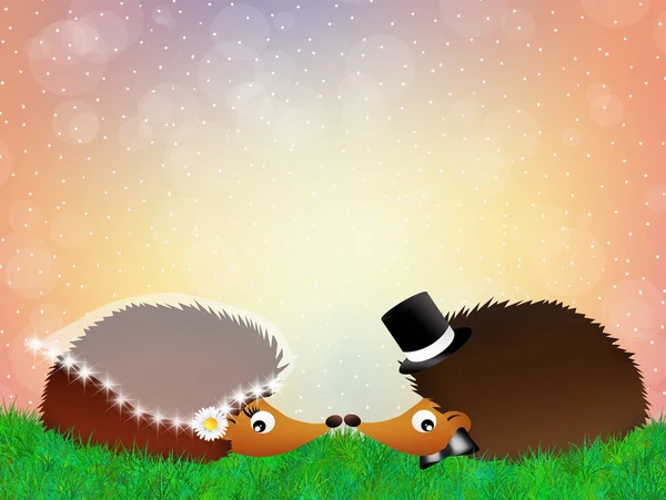 Pair of hedgehogs — Stock Photo, Image