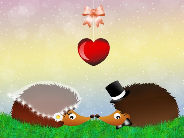 Hedgehogs in love — Stock Photo, Image