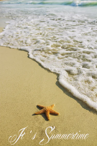 Denizyıldızı — Stok fotoğraf
