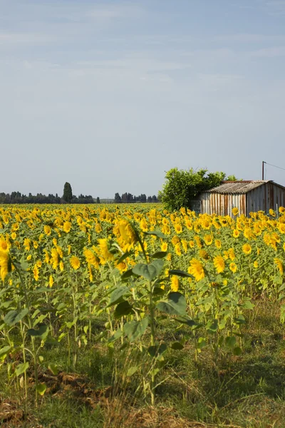 Solsikkefelt - Stock-foto