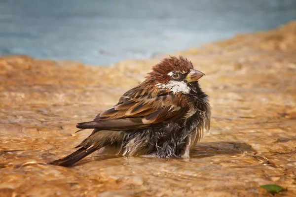 Птица в воде — стоковое фото