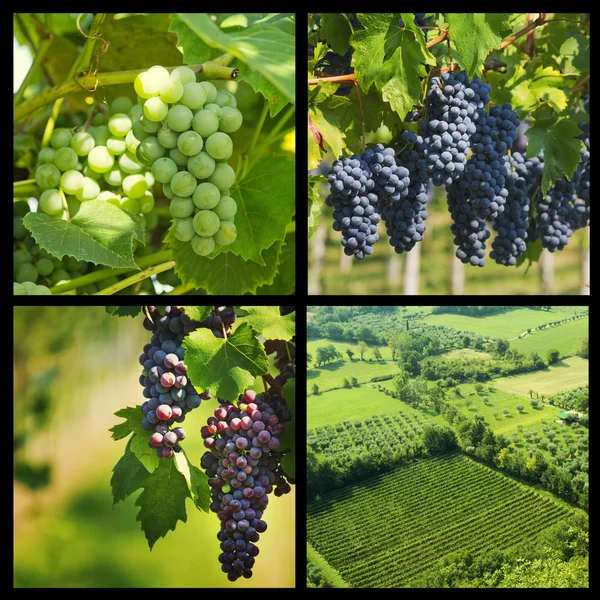 Black grapes collage — Stock Photo, Image