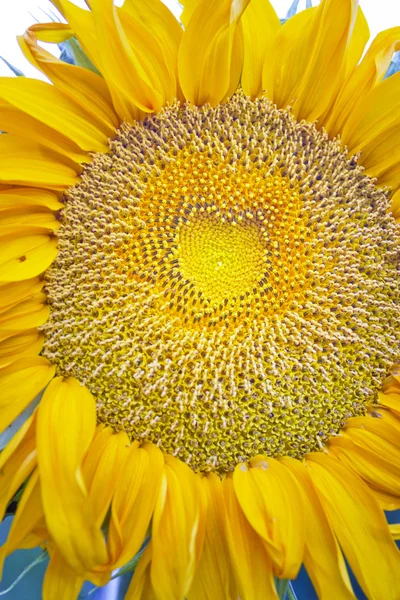 Heart in a sunflower — Stock Photo, Image