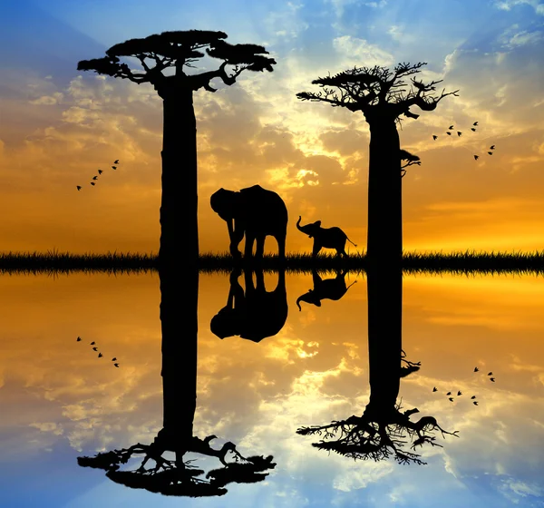 Baobab och elefant — Stockfoto