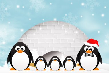 Igloo penguenler