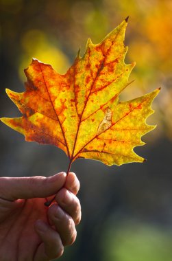 Sonbahar Yaprakları