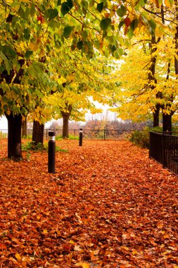 Sonbaharda kırmızı yapraklar