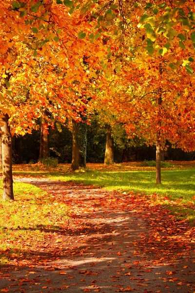 Лист осенью — стоковое фото