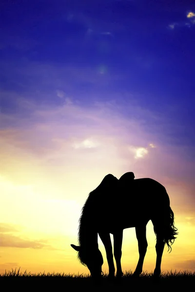 日没時の馬 — ストック写真