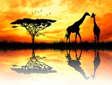 gün batımında zürafa