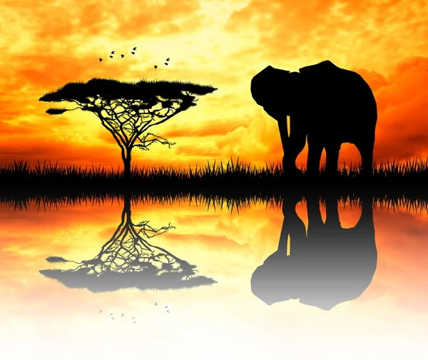 Ελέφαντας στο ηλιοβασίλεμα — Φωτογραφία Αρχείου