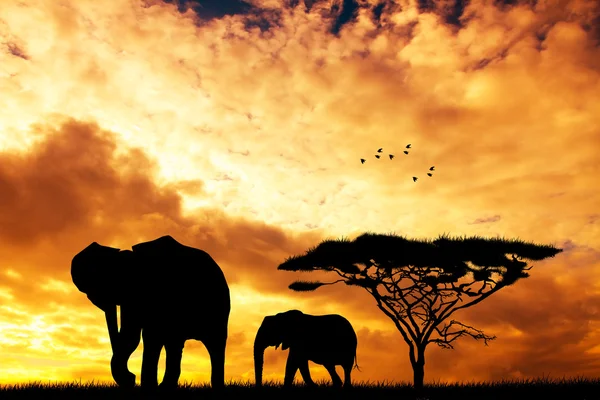 在日落的大象 — 图库照片