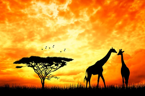 Girafe au coucher du soleil — Photo