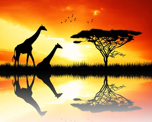 Giraffe bei Sonnenuntergang — Stockfoto