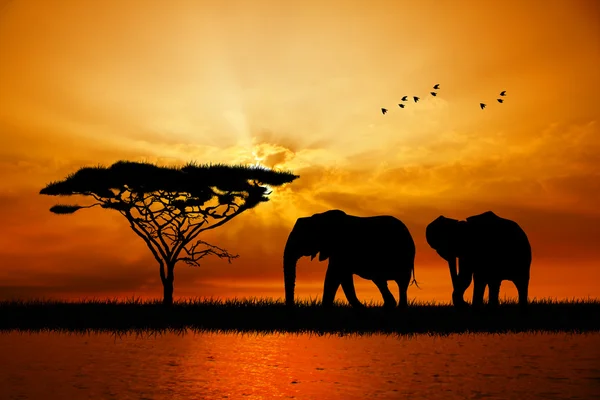 Elephant at sunset — Stock Photo, Image