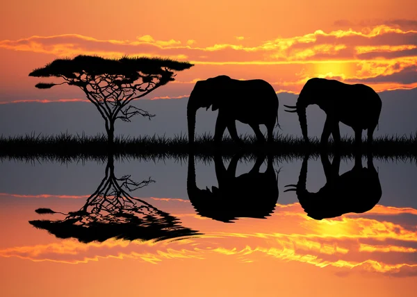 Elephants at sunset — Stock Photo, Image