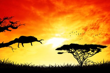 gün batımında leopar