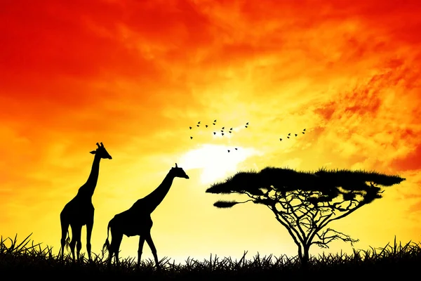 在日落的长颈鹿 — 图库照片