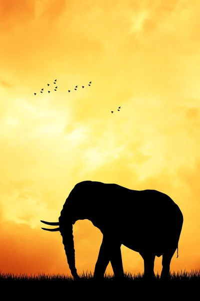 Olifant bij zonsondergang — Stockfoto