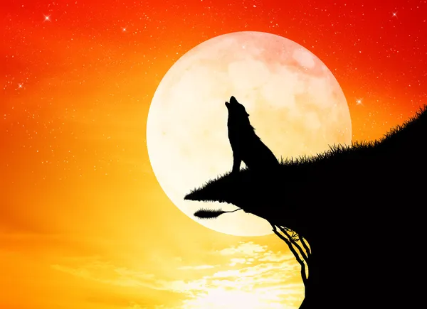 Wolf in de moolight — Stockfoto