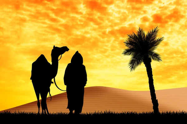 Bedoeïenen met kamelen in de woestijn — Stockfoto