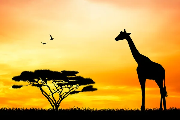 Girafe au coucher du soleil — Photo