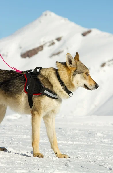 Resgate cão na neve — Fotografia de Stock