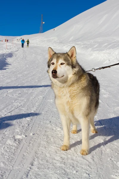 Husky cão na neve — Fotografia de Stock