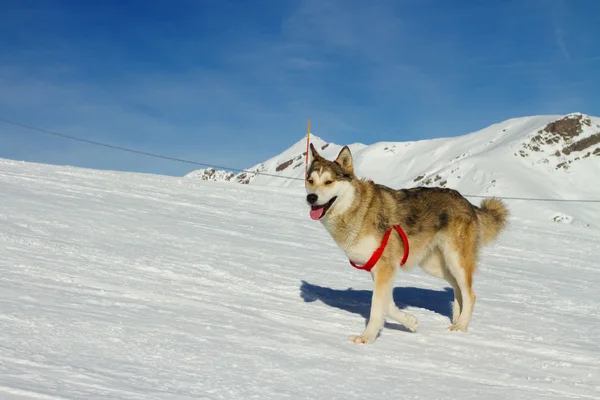 Husky hund i snön — Stockfoto