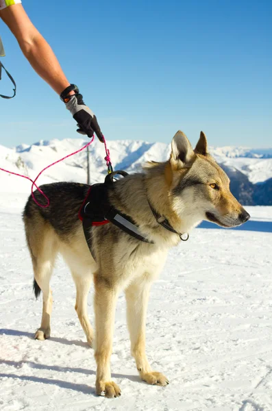 Räddningshund på snö — Stockfoto