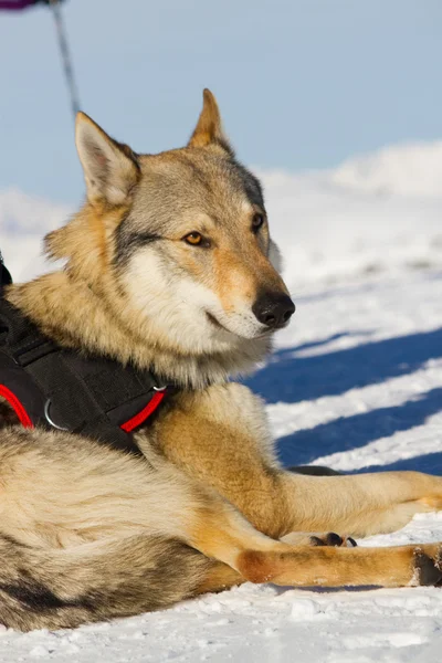 Resgate cão na neve — Fotografia de Stock