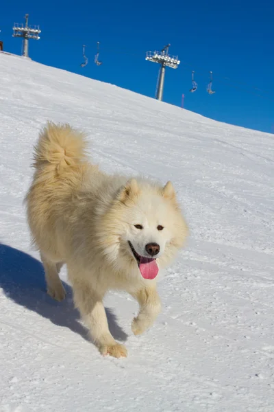 Hund i vinter — Stockfoto