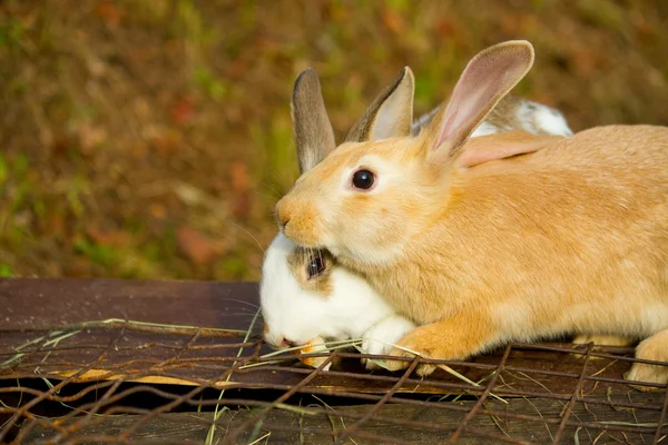 Bunnies — Stock Photo, Image