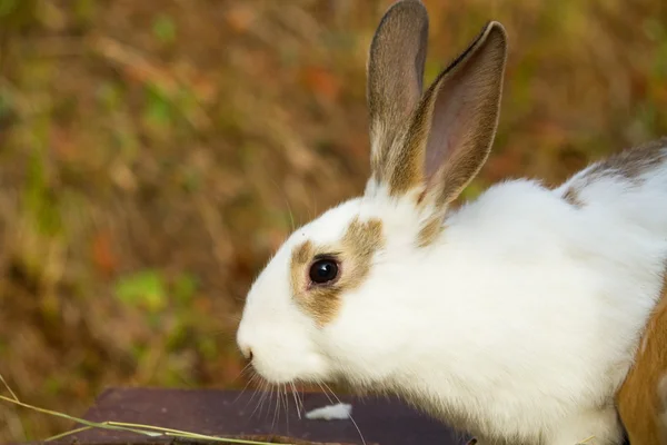 Bunny — Stock Photo, Image