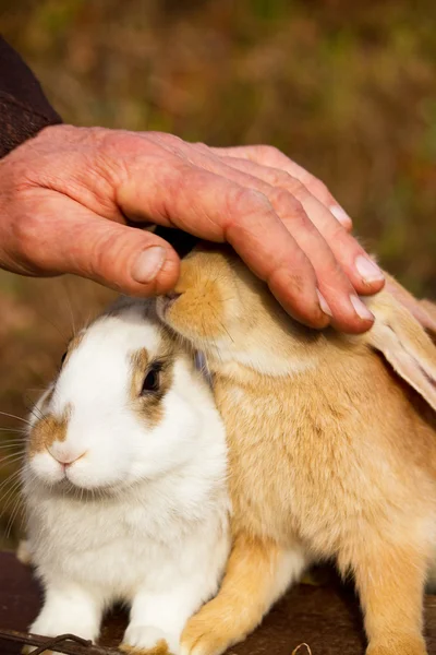 Bunnies — Stock Photo, Image