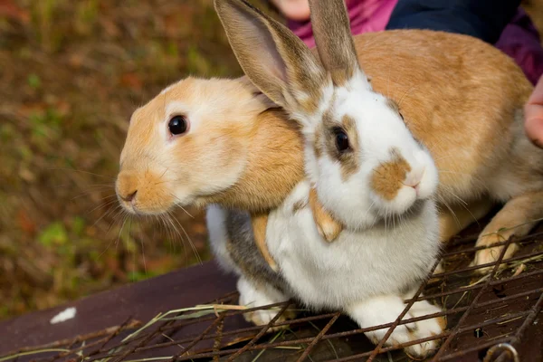 Bunnies — Stock Photo, Image