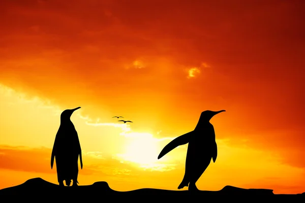 Gün batımında penguenler — Stok fotoğraf