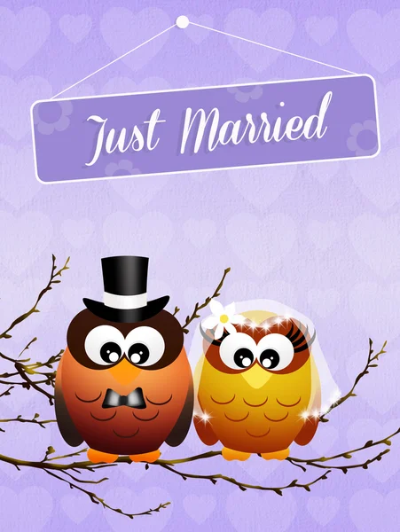 Huwelijk van uilen — Stockfoto