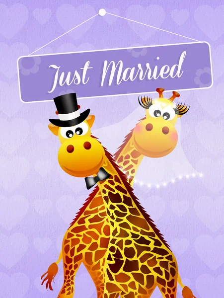 Wedding of giraffe — Stock Photo, Image