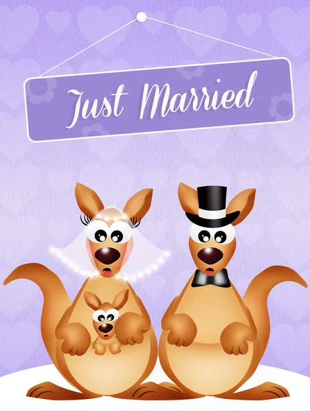 Wedding of kangaroos — Stock Photo, Image