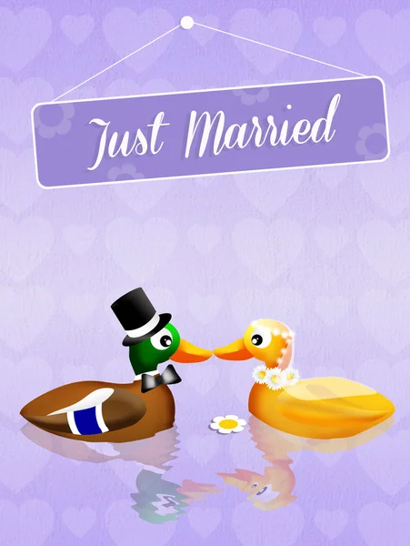 Wedding of ducks — Stock Photo, Image
