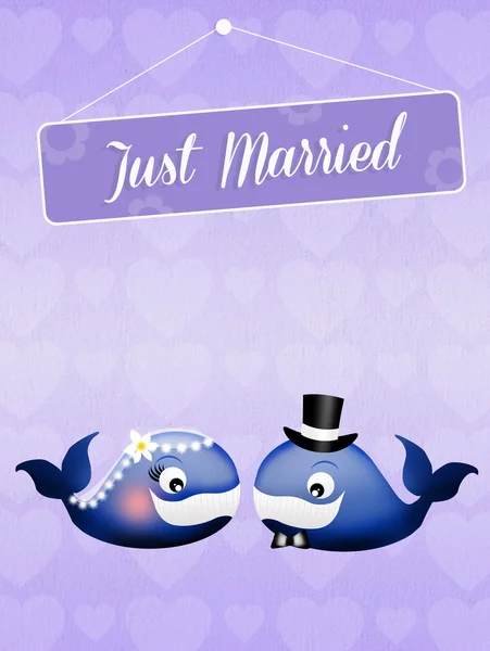 Wedding of whales — Stock Photo, Image