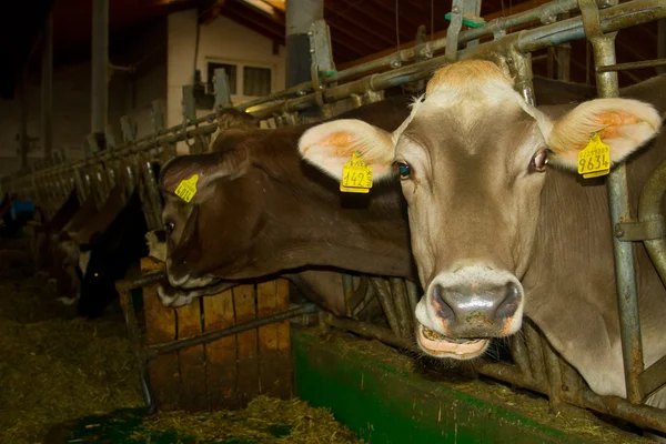 Vacas no estábulo — Fotografia de Stock