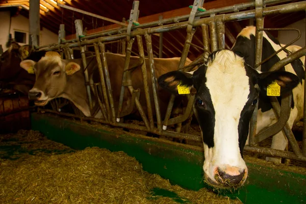 Vacas no estábulo — Fotografia de Stock